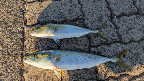 ツバスの釣果