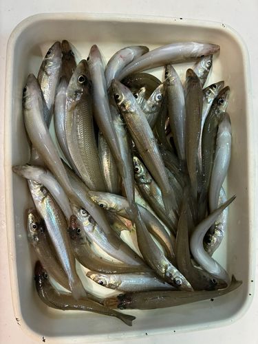 キスの釣果