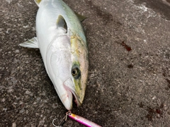 ワラサの釣果