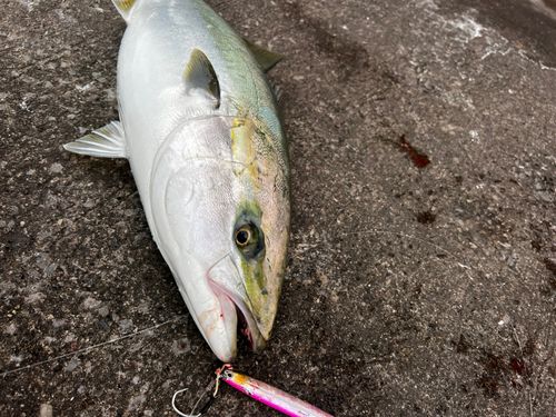 ワラサの釣果