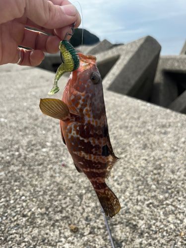キジハタの釣果