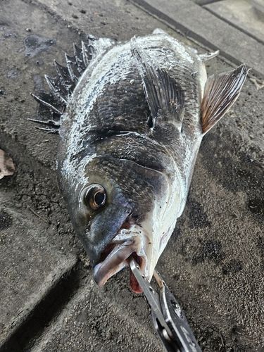 チヌの釣果
