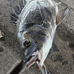チヌ