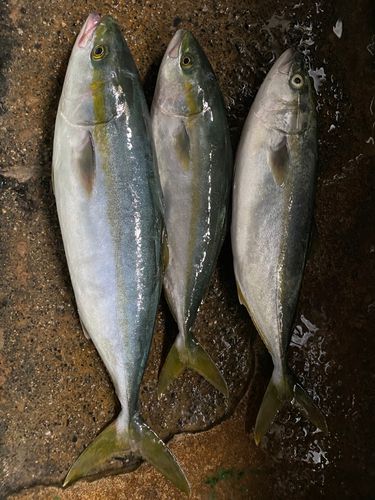 イナダの釣果