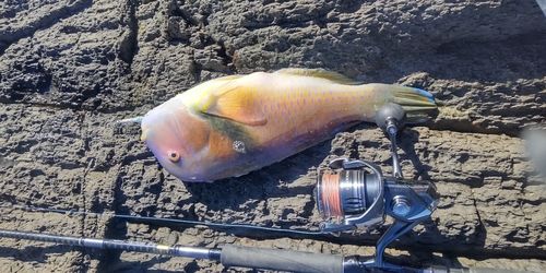 イラの釣果