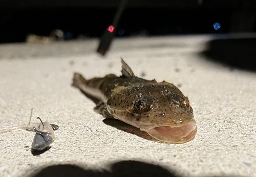 メゴチの釣果