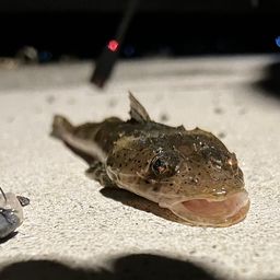 メゴチ