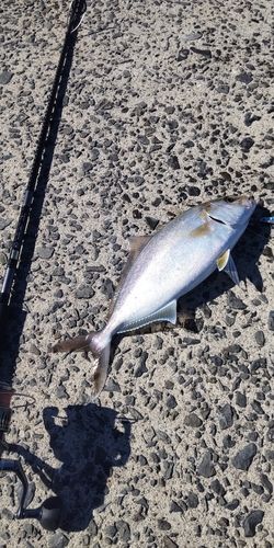 ネリゴの釣果