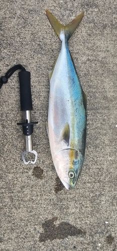 ワカシの釣果