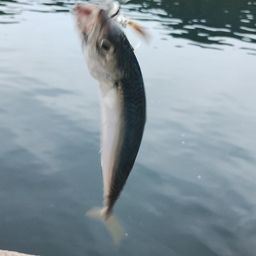 サバ