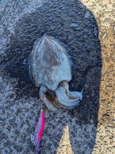 コウイカの釣果