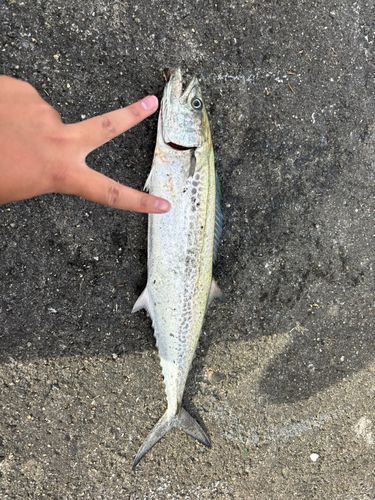 サゴシの釣果