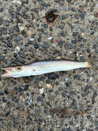 カマスの釣果