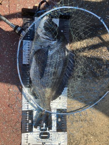 チヌの釣果