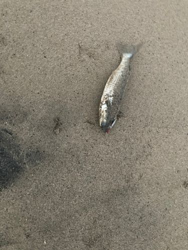 ボラの釣果
