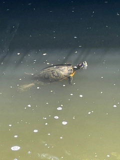 セイゴ（マルスズキ）の釣果