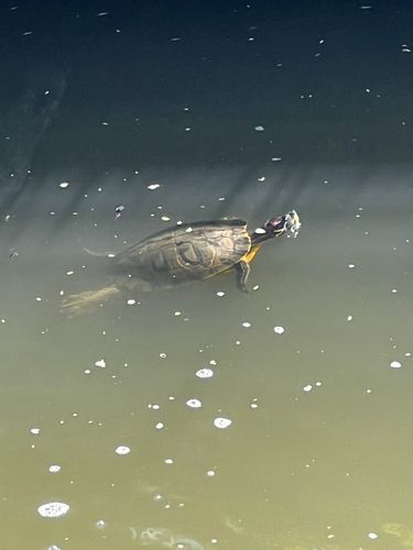 セイゴ（マルスズキ）の釣果