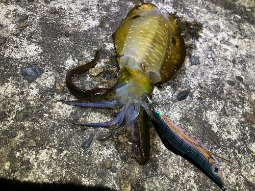 アオリイカの釣果