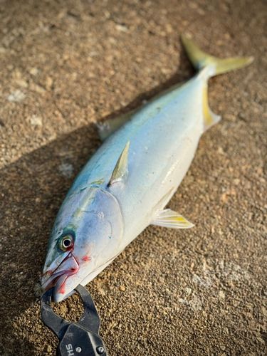 イナダの釣果