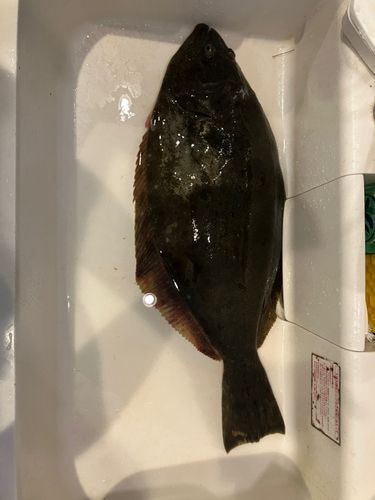 ヒラメの釣果