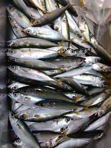 サバの釣果