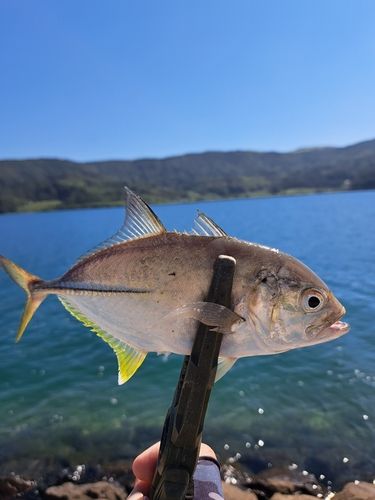 メッキの釣果
