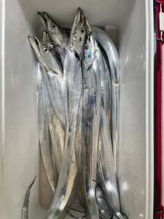 タチウオの釣果