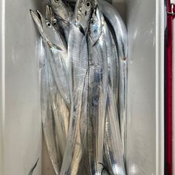 タチウオ