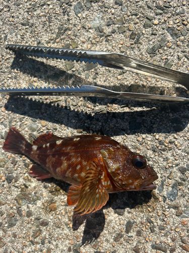 カサゴの釣果