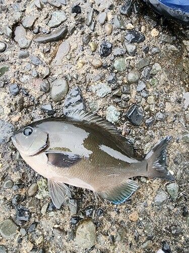 メジナの釣果