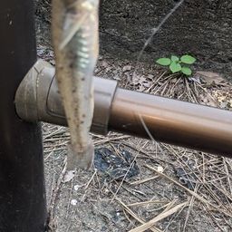 ハゼ