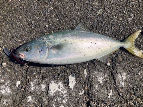 ヤズの釣果