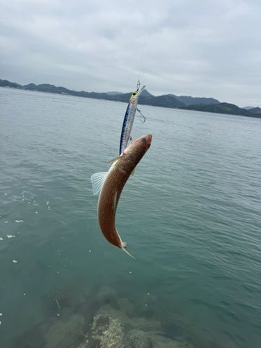 エソの釣果