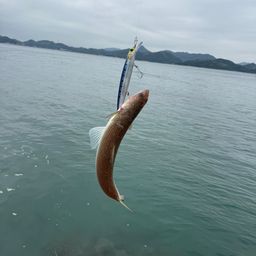 エソ