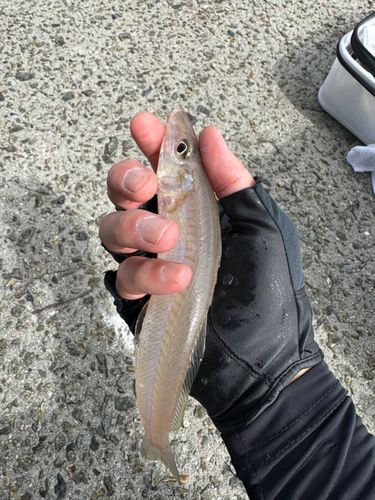 キスの釣果