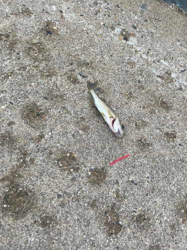 セイゴ（ヒラスズキ）の釣果