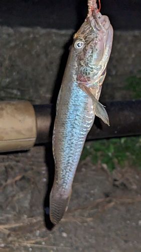 ハゼの釣果