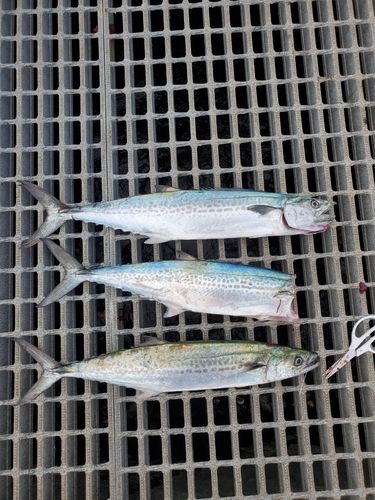 マダコの釣果