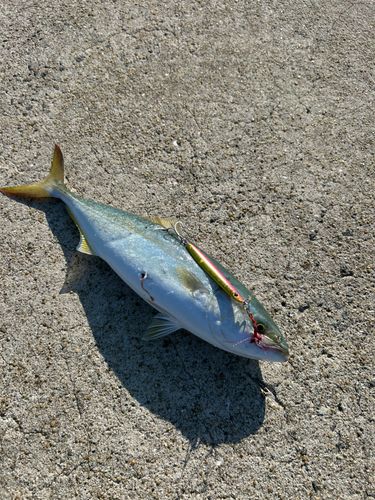 ヤズの釣果