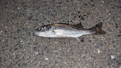 セイゴ（マルスズキ）の釣果