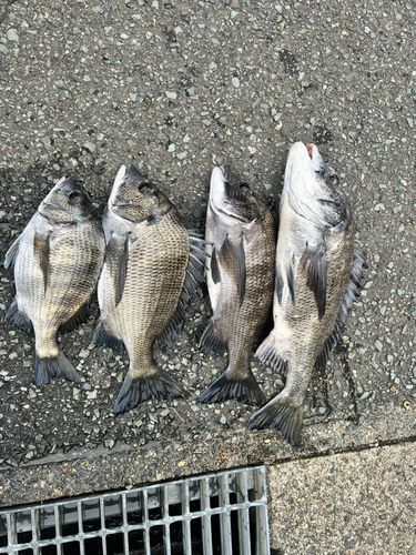 チヌの釣果
