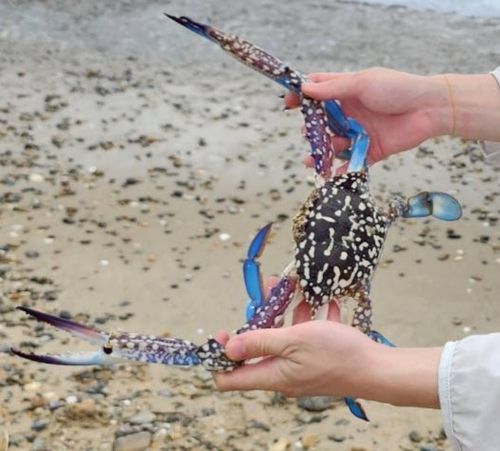 タイワンガザミの釣果