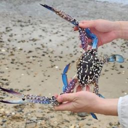 タイワンガザミ