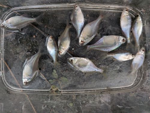 タイリクバラタナゴの釣果
