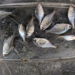 タイリクバラタナゴ