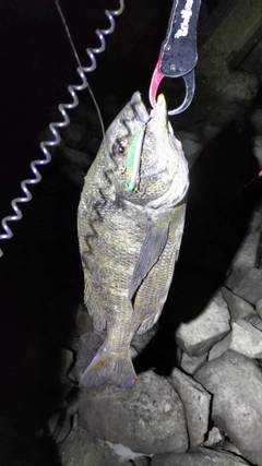 クロダイの釣果