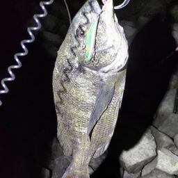クロダイ