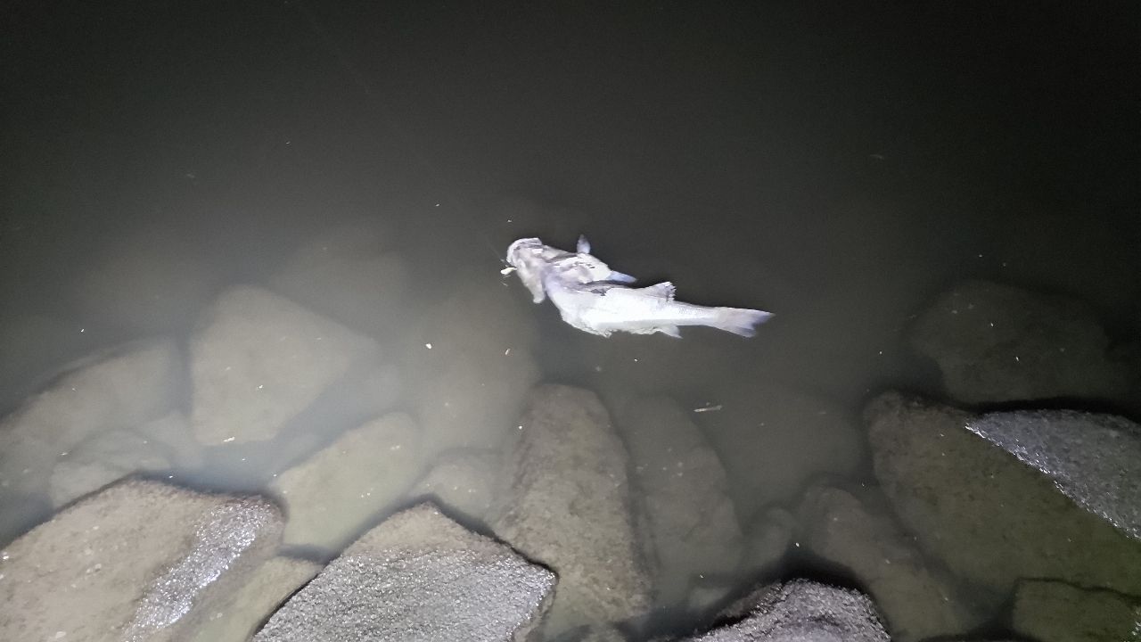 クロダイ