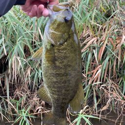 スモールマウスバス