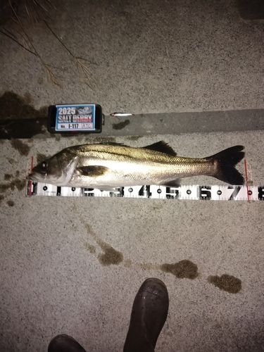 シーバスの釣果